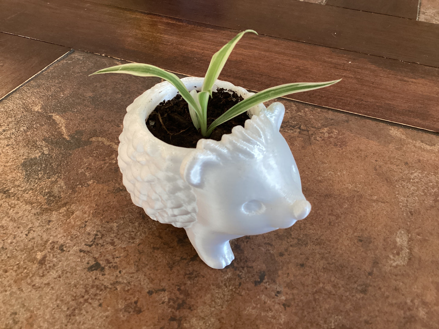Spider plant - Hedgehog