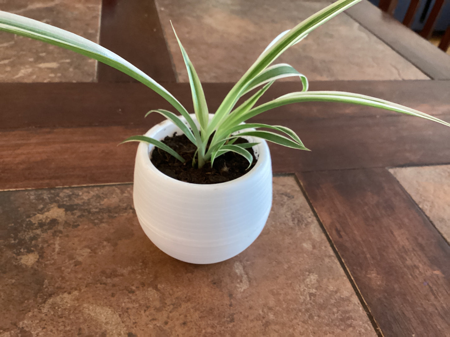 Spider plant - Round (colors vary)
