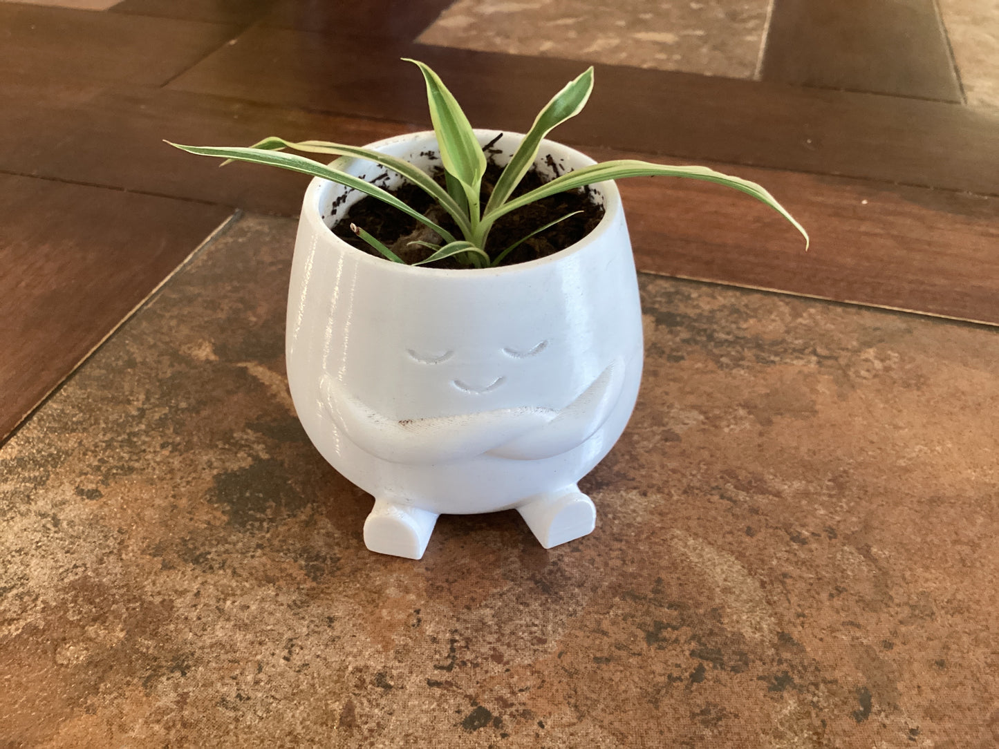 Spider plant - Calm